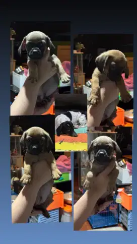 JUAL ANAK ANJING UMUR 1 BLN PUG X TEKEL