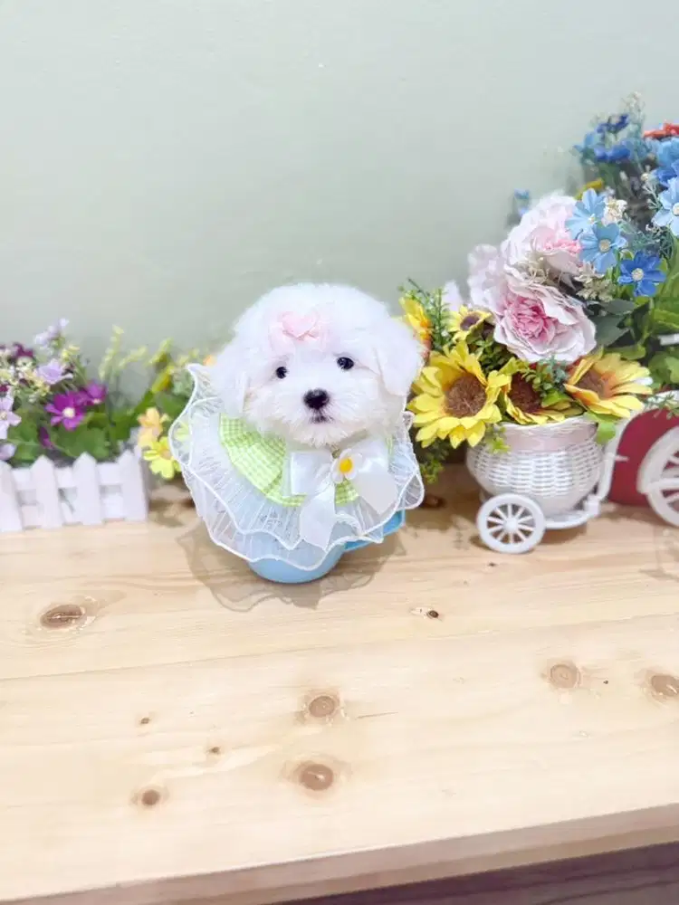 Super mini maltese size super kecil imut kaki cebol lucu teacup tiny