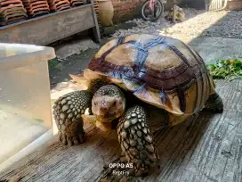 Kura-kura sulcata jantan
