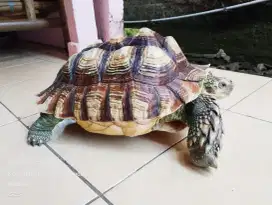 Kura-kura sulcata jantan