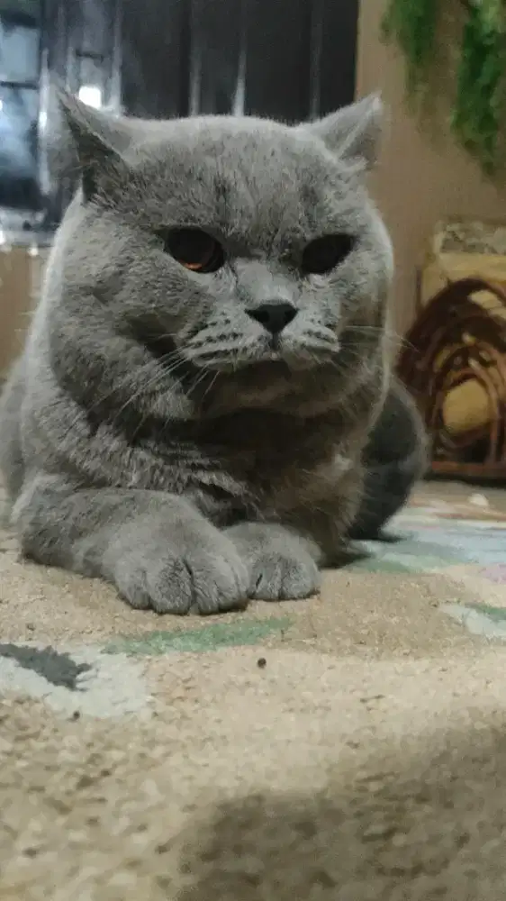 British Shorthair