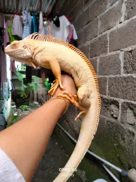 Albino iguana betina