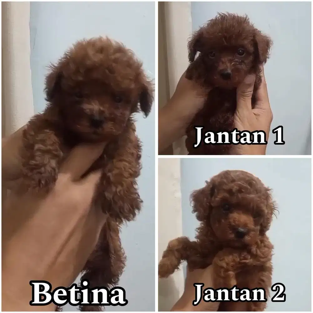 Open booking red toy poodle puppy