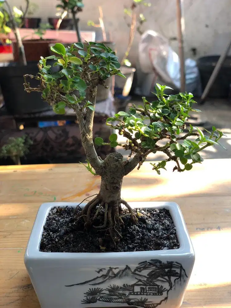 Bonsai mini siap pajang