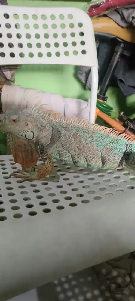 IGUANA INDUKAN BLUE, ALBINO, RED AXANTIK,GREEN&RED PROVEN UNTUK TERNAK