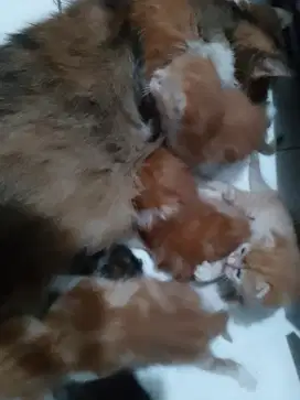 Kucing anakan persia
