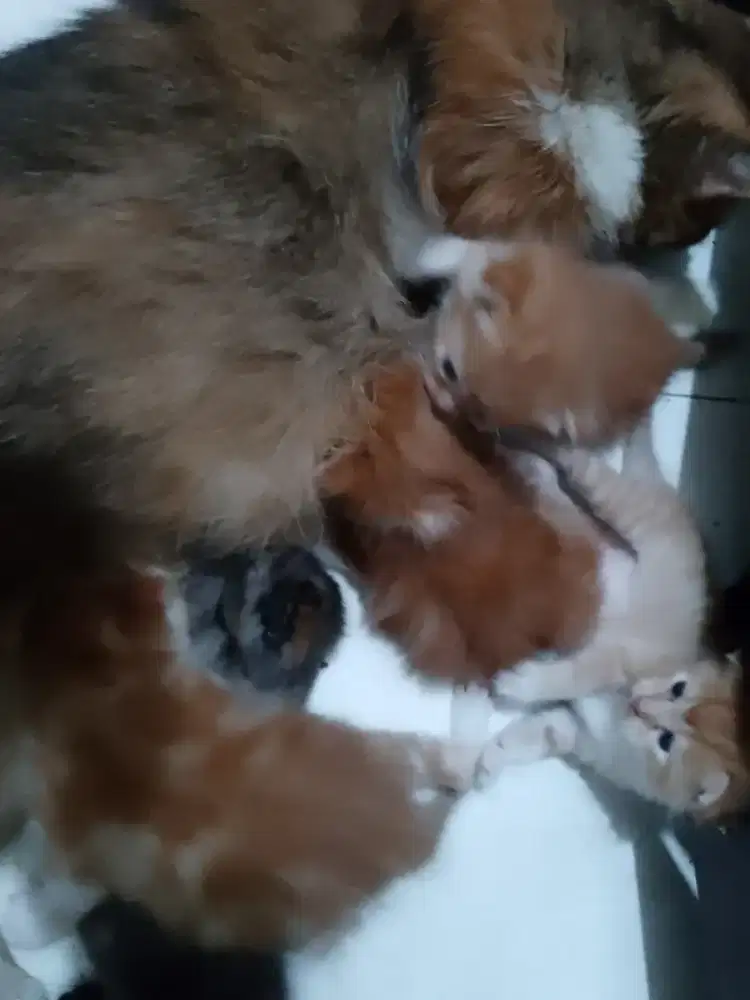 Kucing anakan persia