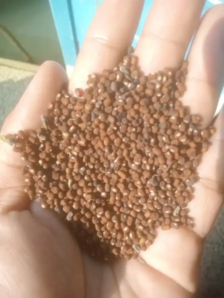 Benih PJ (Pueraria Javanica) - Min 50 kg