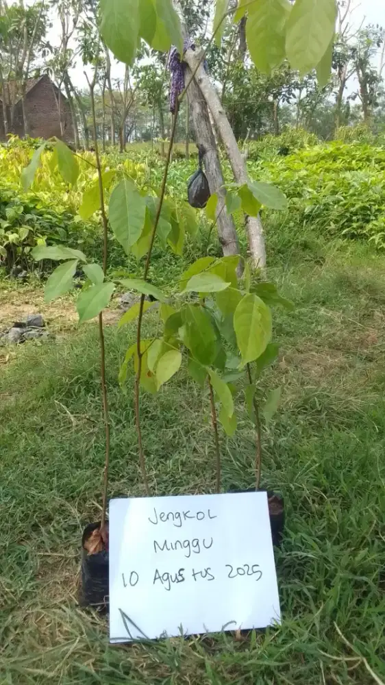 Bibit Jengkol 40-60 cm (min 2 rb bibit)