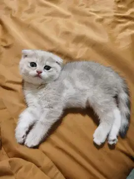 Scottish Fold Betina