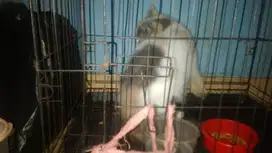 Lepas adopsi kucing persia