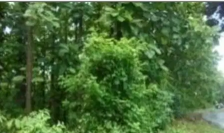 jual murah tanah melalui lelang negara