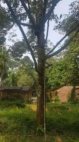 Dijual Tanah kebun Duren juhut 2717m2 ada 35 pohon siap panen