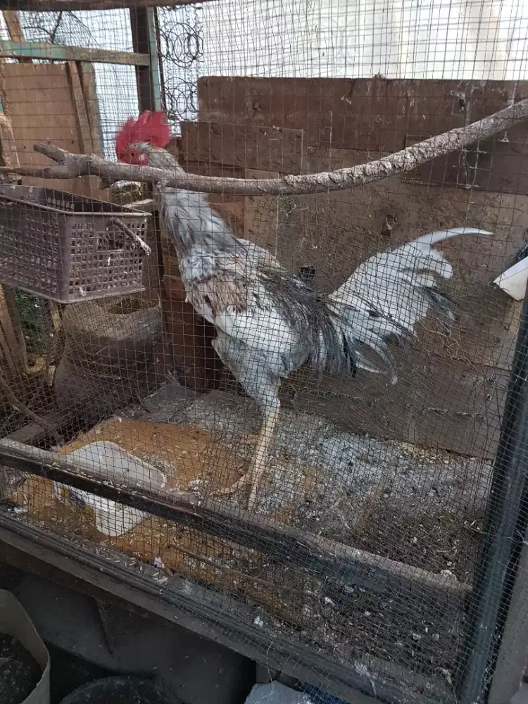 Ayam silangan bekisar x pelung