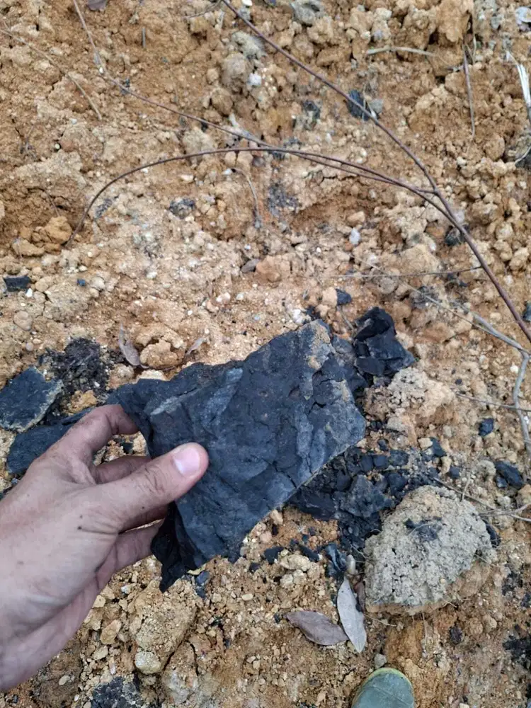 Jual Tanah Di Kalimantan Timur Berau Potensi BatuBara dan Sawit 2 Hktr