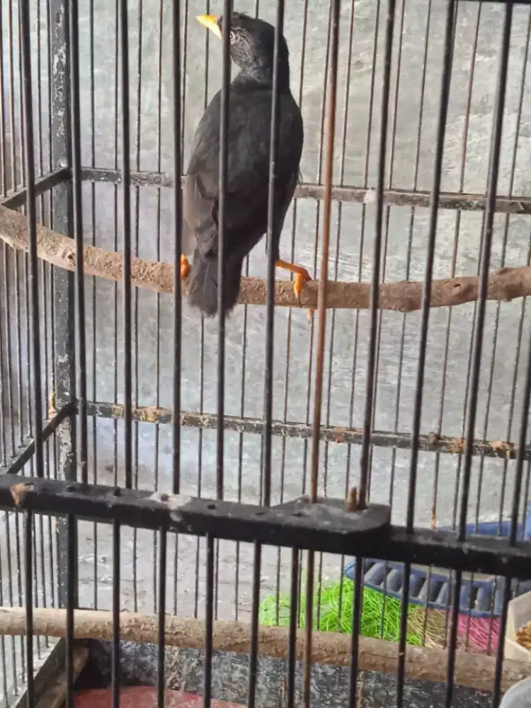 burung jalak kebo rajin bunyi