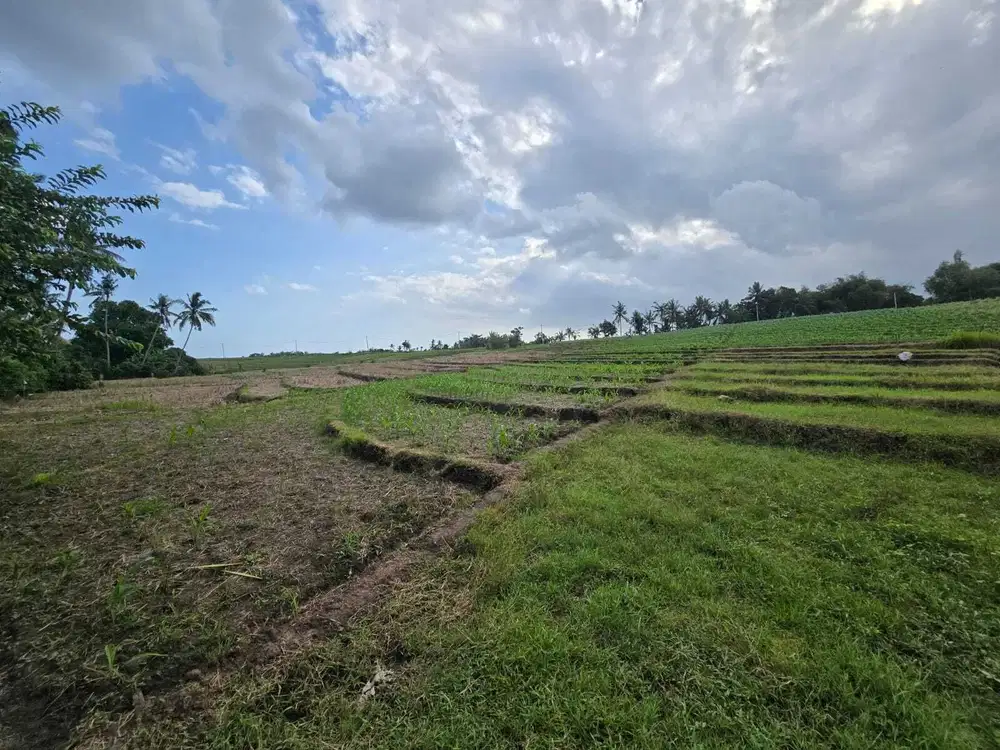 Tanah kecil view sawah terasering yellow zona di bali