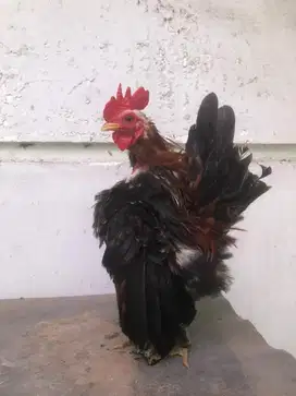 ayam serama warna telon