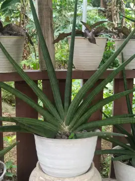 Sansivera cylindrica