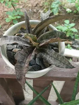 Dijual Sansevieria kirkii brown atau coppertone