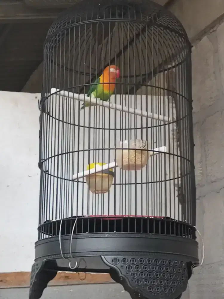 Love bird gacor