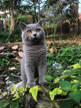 British Short Hair (BSH)
