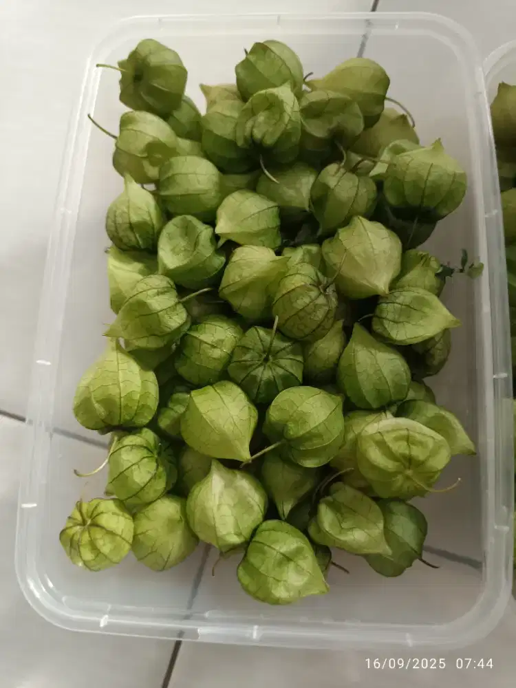 Jual Buah ciplukan Herbal alami