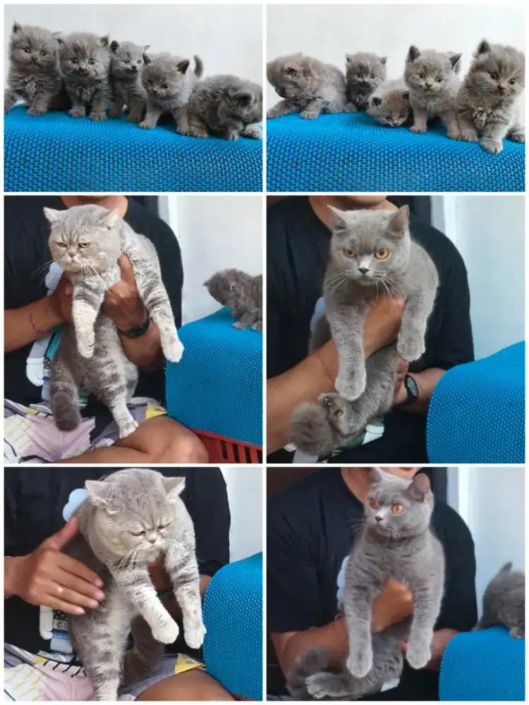 British short hair kitten / BSH