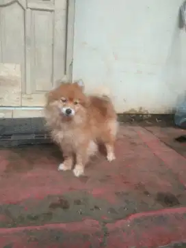 minipom jantan 3 tahun jinak