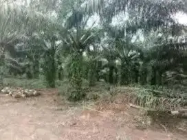 Lowongan kerja perkebunan
