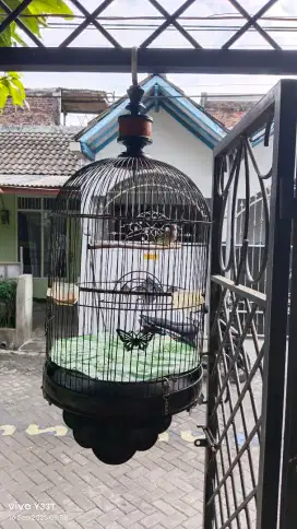Burung sanger gacor
