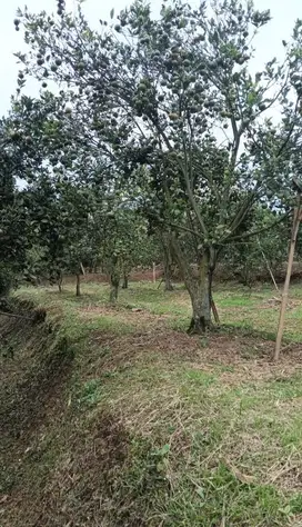 Kebun jeruk di dau strategis view menarik
