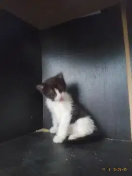 Adopsi Anak Kucing