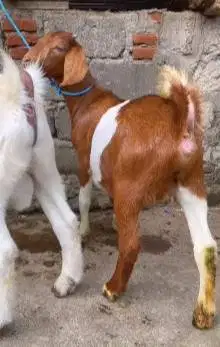 sepasang bakalan kambing boer 5 bulanan F3 series siap ternak budidaya