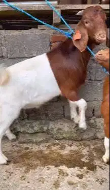 sepasang bakalan kambing boer F3 series 5 bulanan siap ternak budidaya