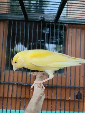 Kenari Paud Jaminan Jantan