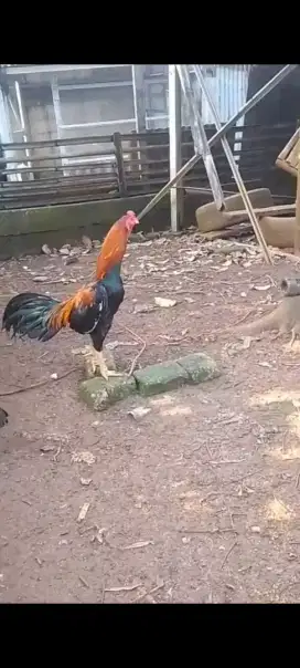 Jual ayam bangkok