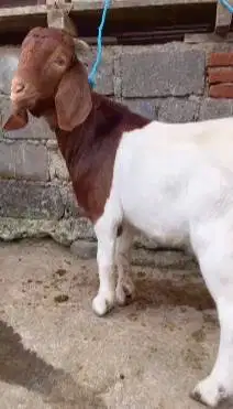sepasang bakalan kambing boer 5 bulanan F3 siap ternak budidaya manteb