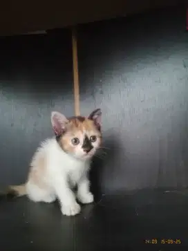 Adopsi Anak Kucing