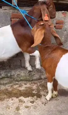 sepasang bakalan kambing boer 5 bulanan f3 series siap ternak budidaya