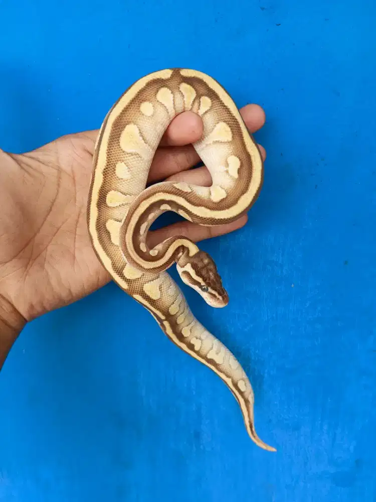 BP LESSER PASTEL HET PIED LAVENDER PH CLOWN