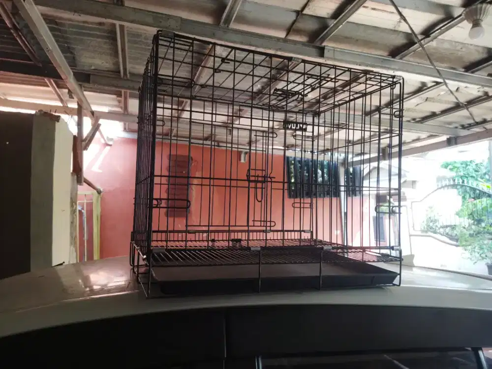 Kandang kucing angora