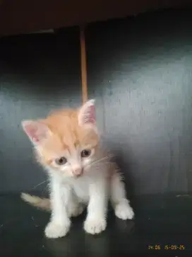 Adopsi Anak Kucing