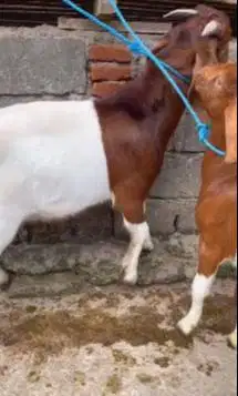 sepasang bakalan kambing boer 5 bulanan F3 series super unggulan puas
