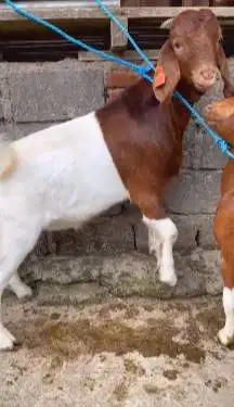 sepasang bakalan kambing boer 5 bulanan F3 series super unggulan puas