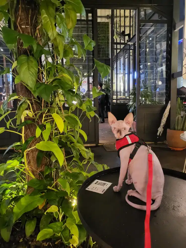 Kucing sphynx betina