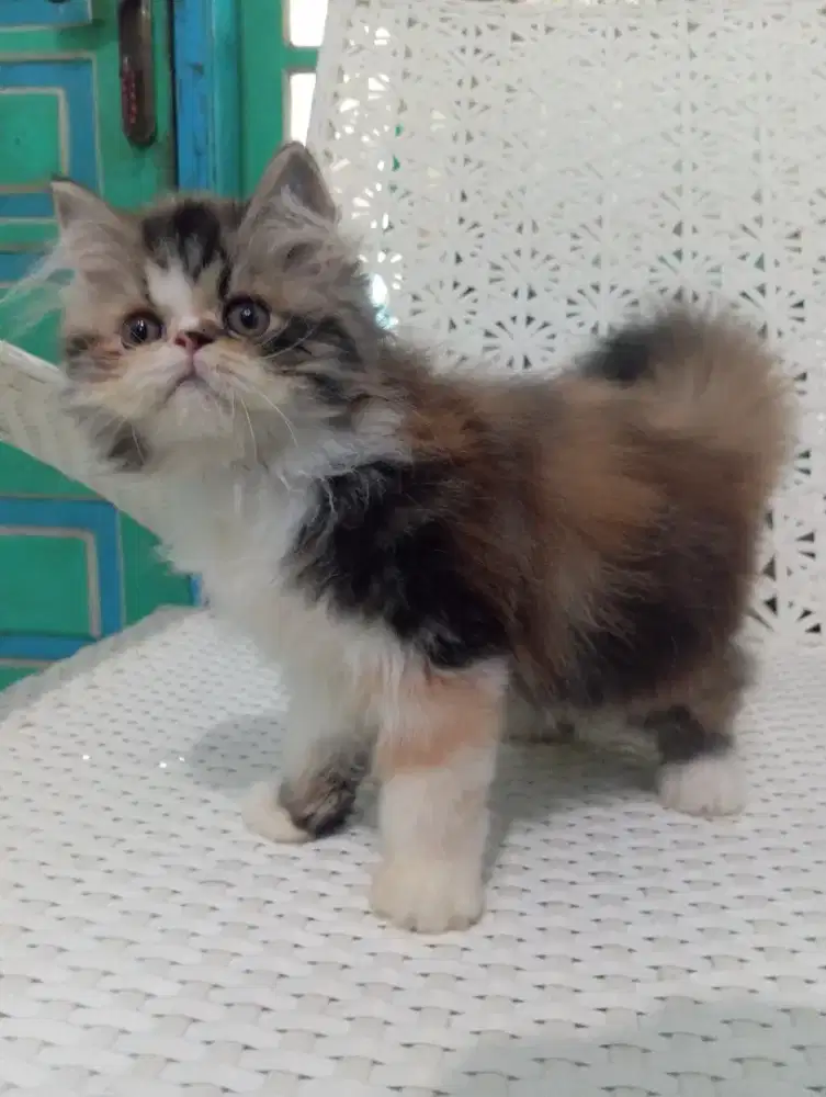 Kucing Persia Calico