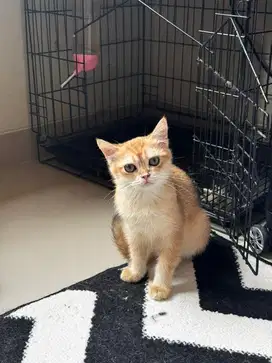 Kucing bsh Golden jantan