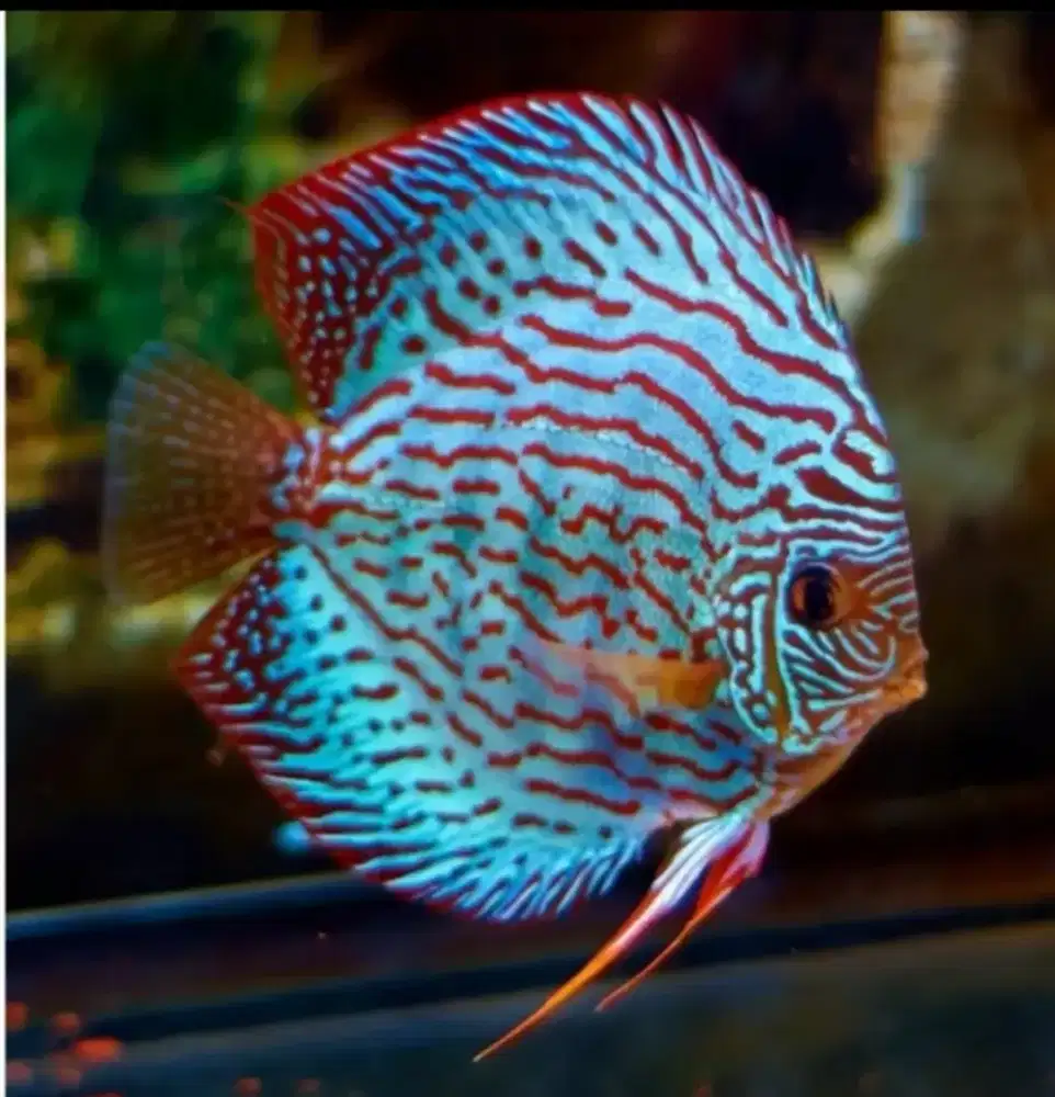 Ikan Discus Mozaik