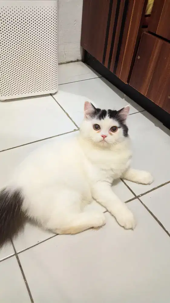 Kucing kitten munchkin non standar (tidak ceper)